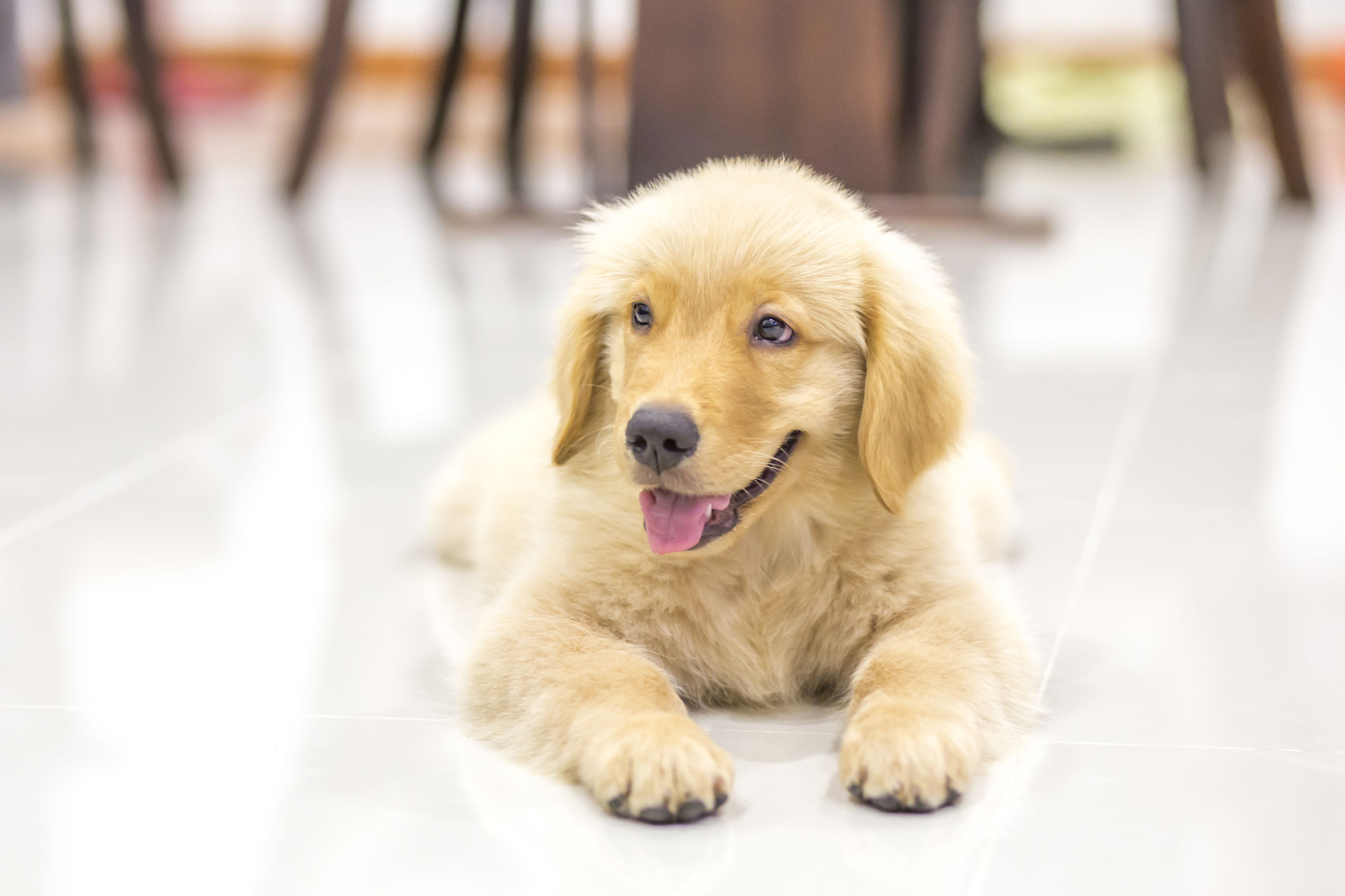 What To Look For When Taking Your Pet To An Animal Hospital Timonium MD