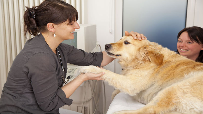 Factors to Consider When Choosing Dog Teeth Cleaning Products